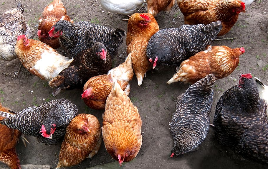 chicken coop, feed time, birds, livestock, bird, animal, animal themes, chicken - bird, group of animals, domestic animals
