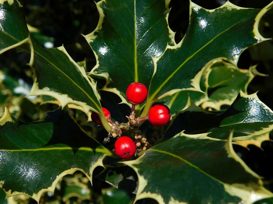 berry, holly, flora, mountain, green, red, plant, nature, leaf, season