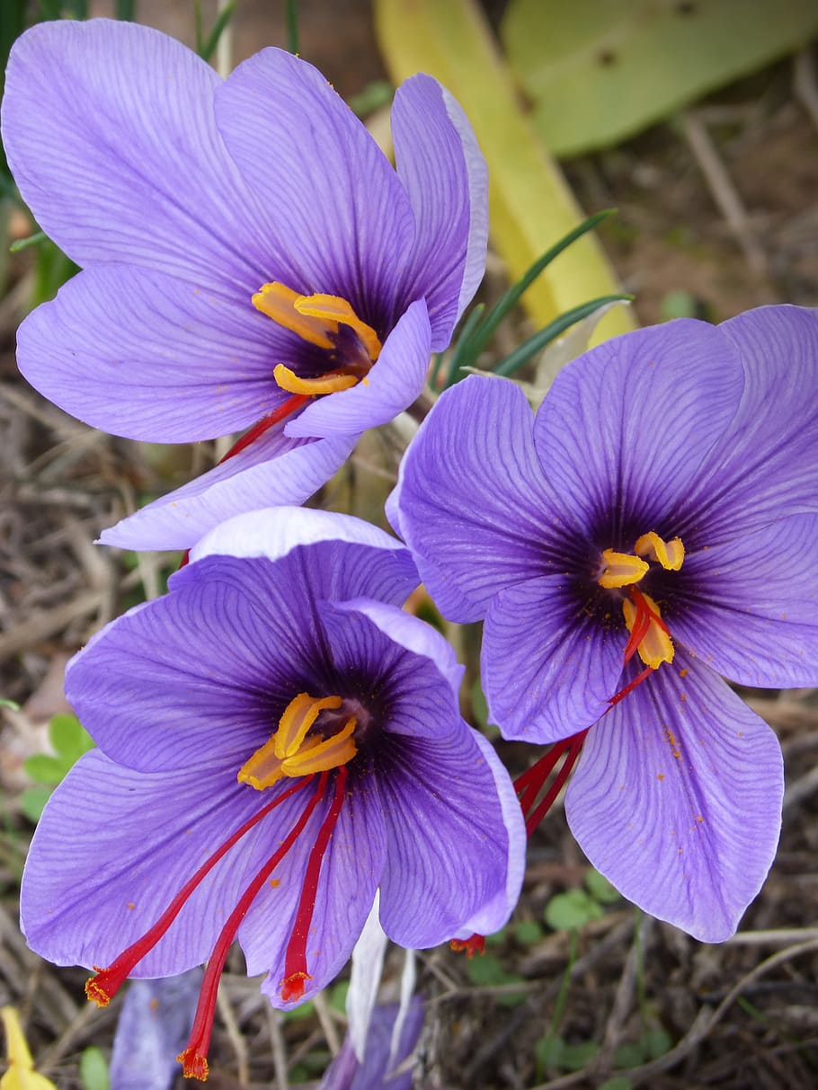 Saffron, Crocus, Flower, Beauty, saffron, crocus flower, flowers, nature, plant, purple, close-up