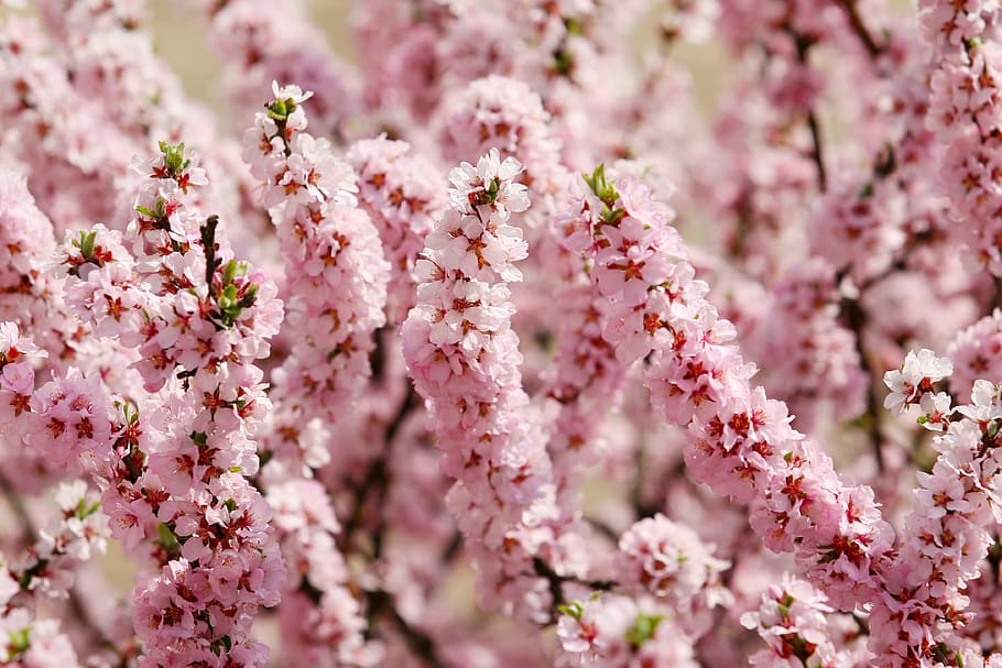 spring, spring flowers, flowers, nature, plants, wood, bud, crush, petal, blossom