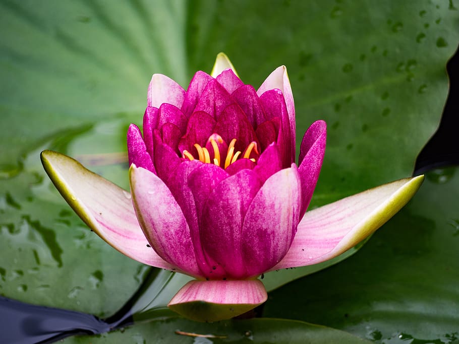 water lily, nymphaea, lily, water polo, pink, plant, flower, flowering plant, vulnerability, petal
