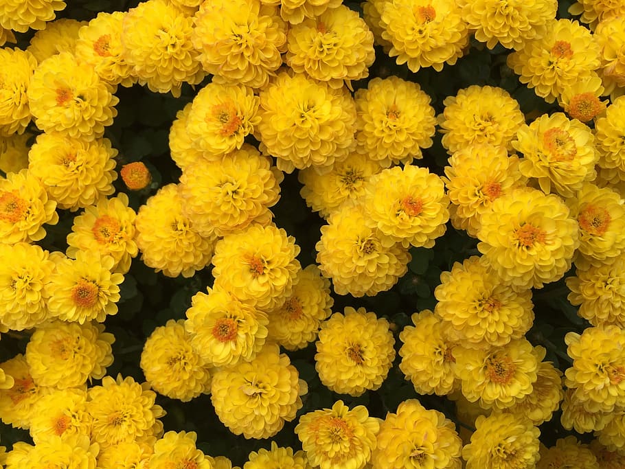 黄色い菊, 黄色, 秋, その母親, 黄色い花, タビサ, クラスター, 花, 接辞, 自然