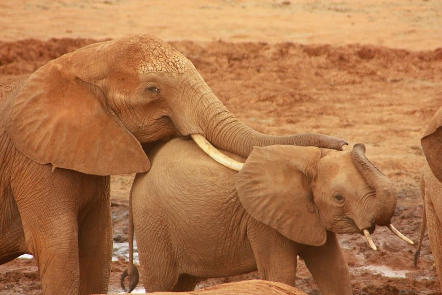 elephant, baby, animal, family, wild, mammal, safari, africa, trip, kenya