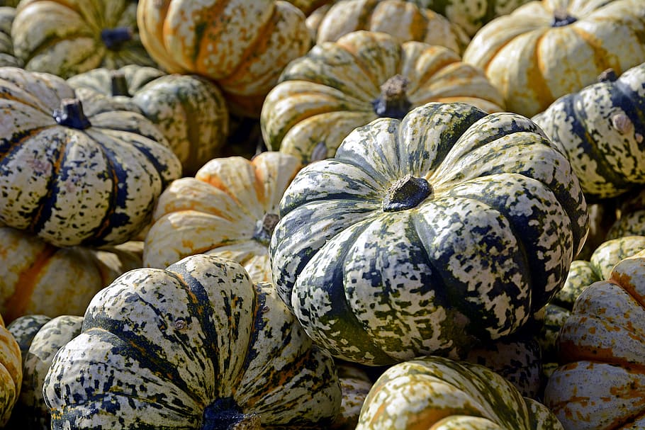 squash lot, pumpkin, gourd, autumn, thanksgiving, decoration, harvest, halloween, decorative, autumn decoration