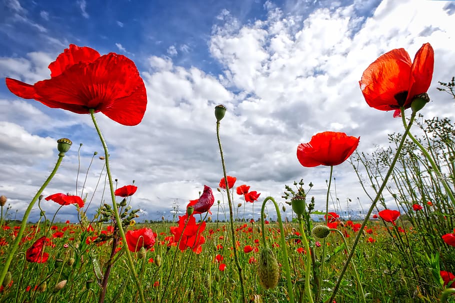 selective, focus photography, red, poppy flowers, poppy, sky, flower, nature, red poppy, summer