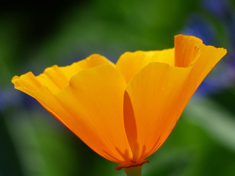 eschscholzia californica, ポピー, 花, 植物, オレンジ, 明るい, 色, カラフル, ゴールドポピー, カリフォルニアカッペンモーン