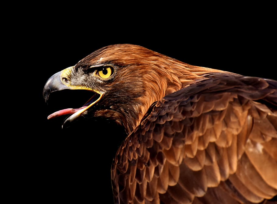 focus photo, hawk, adler, raptor, bird of prey, animal, fly, noble, flight, approach