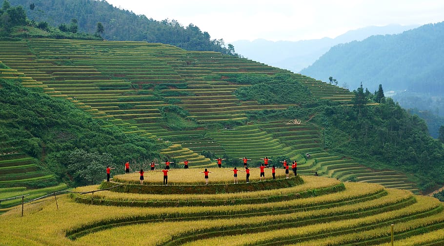 antena, fotografía, terrazas de arroz, paisajes, noroeste, campo de arroz, vietnam, agricultura, montaña, tierra