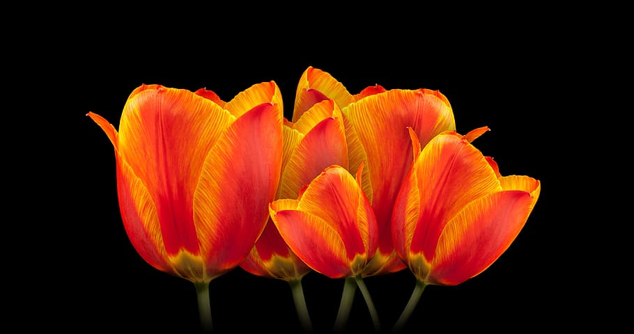 fechado, foto, vermelho, amarelo, flores de pétalas, flores, tulipas, buquê, flor, primavera