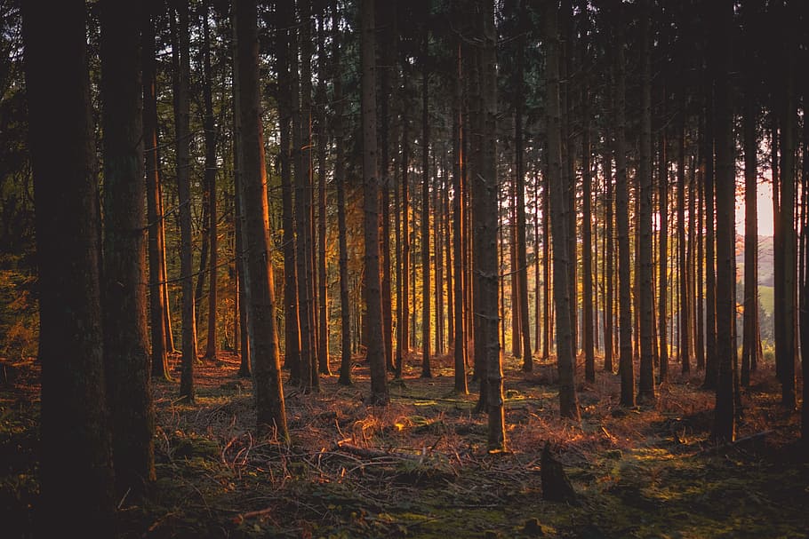 trees, forest light, Woodland, forest, light, nature, natural, tree, outdoors, landscape