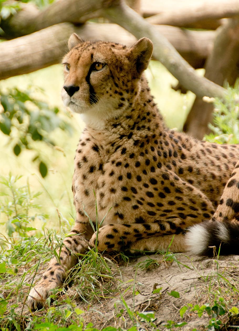cheetah, lying, ground, tree, africa, kenya, safari, nature, holiday, national park