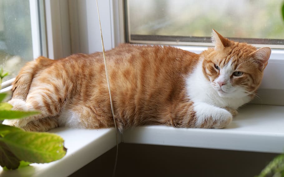 kucing, hewan peliharaan, domestik, membentang, ambang jendela, jendela, balkon, ngantuk, tanaman, Bulu