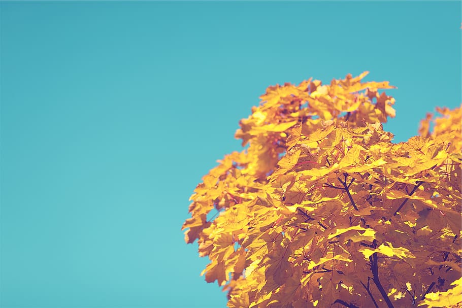 blue, sky, tree, autumn, yellow, leaves, plant, nature, clear sky, beauty in nature