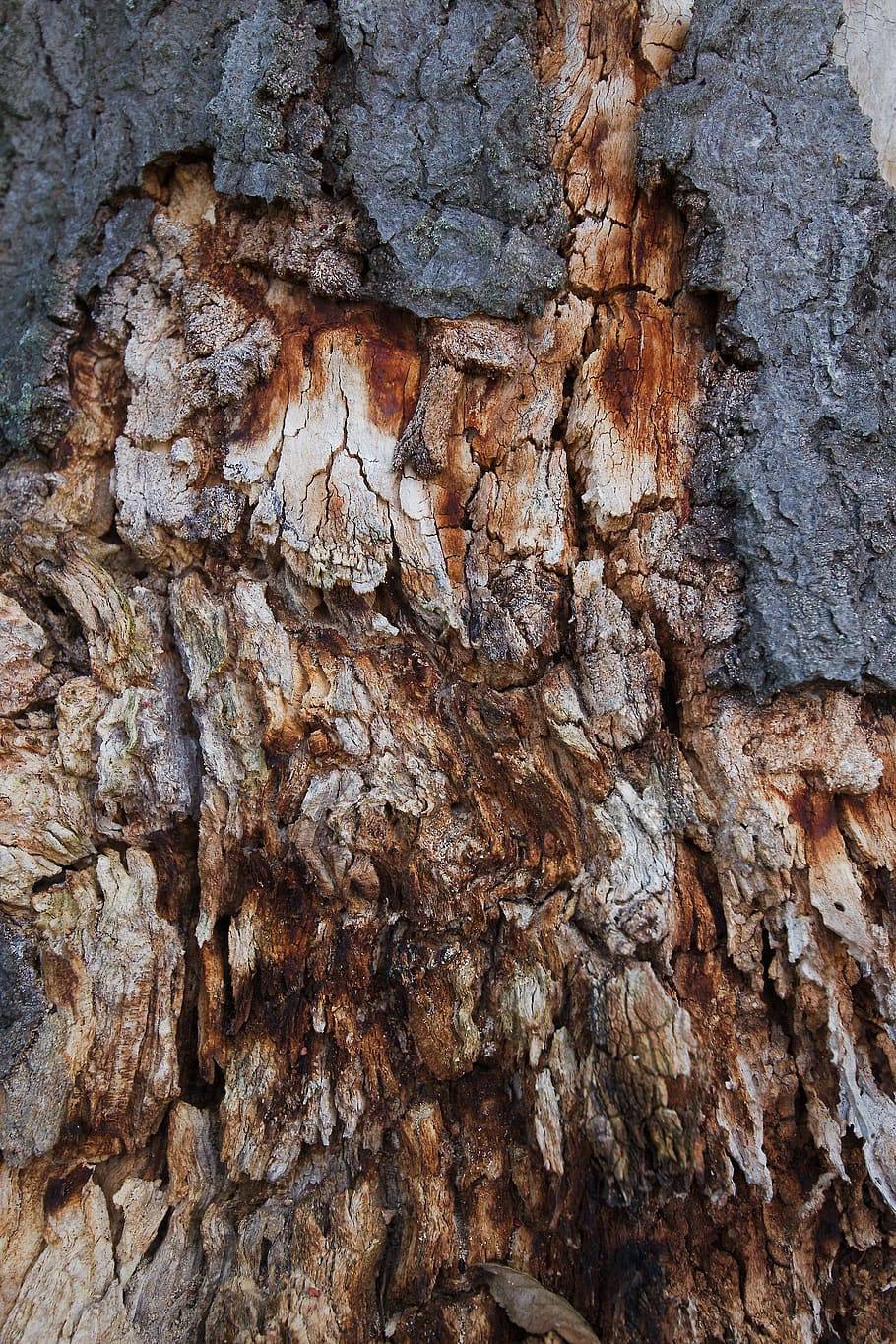 bark, nature, tree, background, rau, tribe, pattern, texture, wood, old