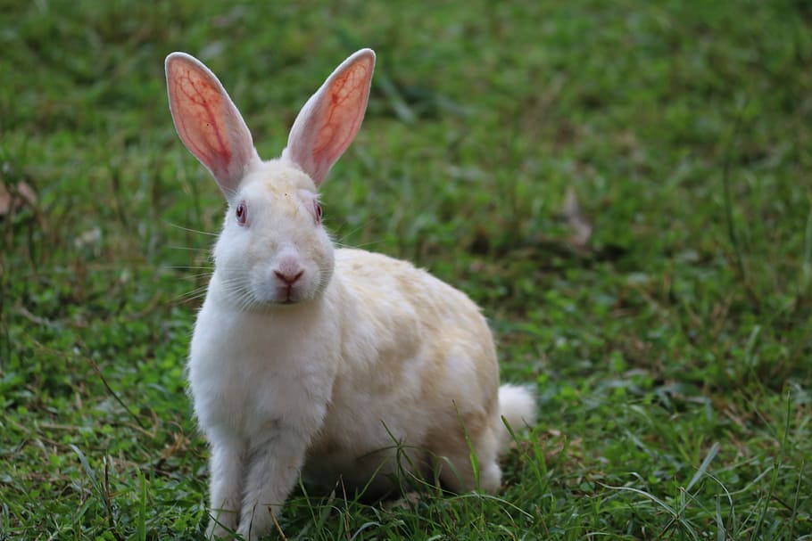 white rabbit, Rabbit, Cute, Nature, Little, bunny, portrait, curious, prompt, white