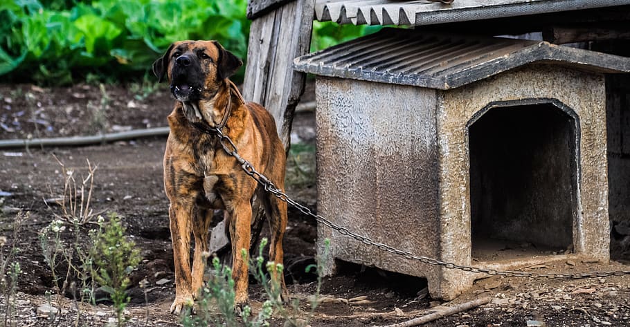 dog, kennel, doghouse, pet, canine, field, chain, protection, bark, working