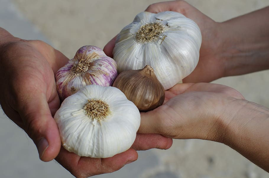 person, holding, bulb garlic, onion, garlic, garlic white, purple garlic, black garlic, garlic elephant, garlic grown