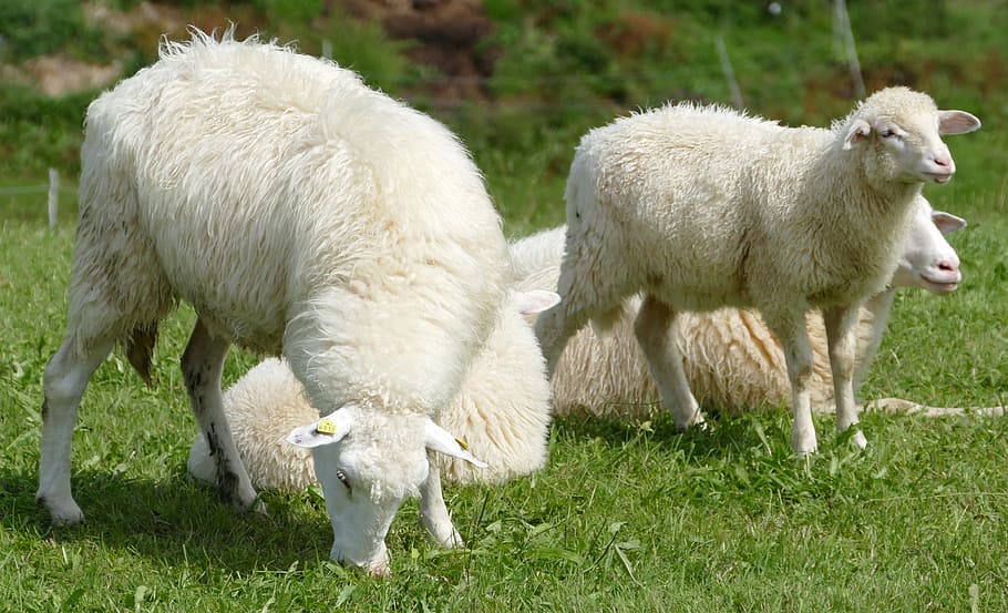 羊, 羊皮, 牧歌, アルゴイ, 羊毛, 暖かい, 家畜, 哺乳類, 動物テーマ, 動物