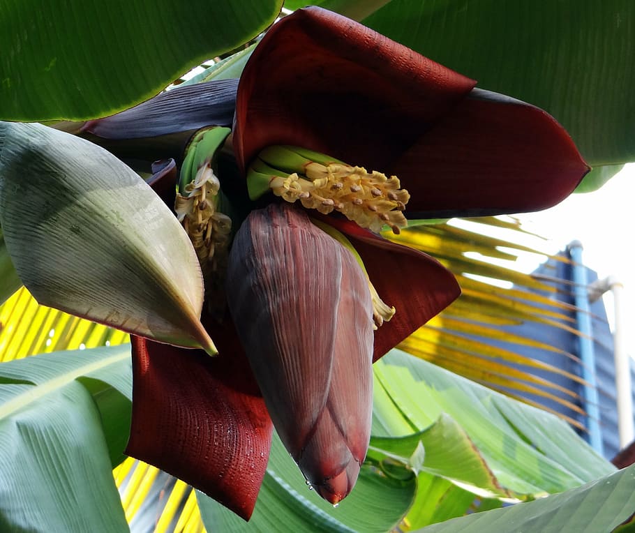 banana blossom, banana tree, banana, flowers, fruits, india, nature, leaf, plant, freshness