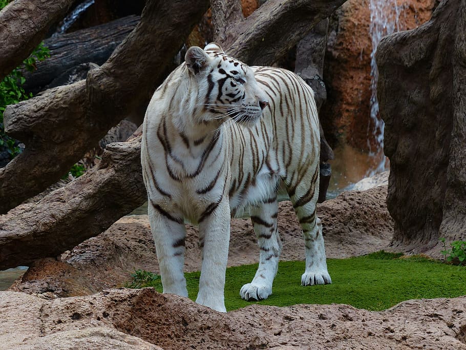 dangkal, fotografi fokus, putih, harimau, White Bengal Tiger, Tiger, Predator, Cat, berbahaya, kucing liar
