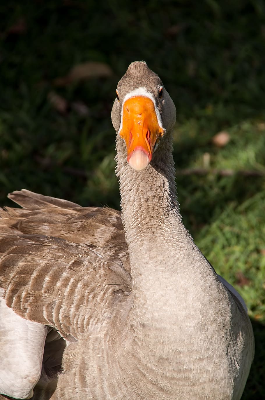 Greylag Goose, Bird, Waterbird, goose, grey, orange beak, feathers, grass, australia, animals in the wild