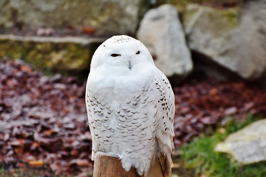 white, owl, perched, wood stump, snowy owl, raptor, bird of prey, feather, nocturnal, eagle owl