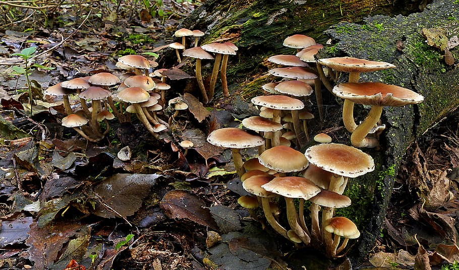 Sulphur, tufts, Hypholoma fasciculare, brown mushrooms on log, mushroom, fungus, growth, toadstool, land, plant
