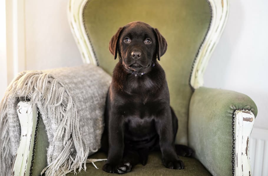 chocolate labrador retriever puppy, white, gray, wooden, sofa armchair, puppy, dog, cute, sweet, brown