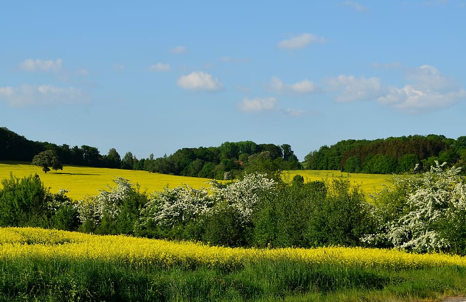 field of rapeseeds, spring, rape blossom, oilseed rape, blooming rape field, landscape, fields, rare plant, agriculture, arable