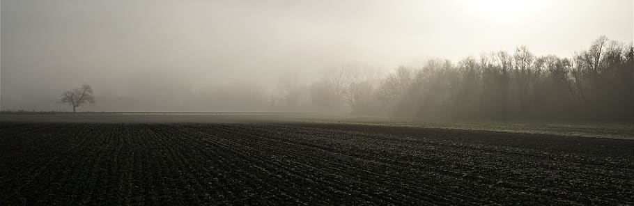 fog, sunrise, background, federal street, b9, sachsen, germany, landscape, guard rail, trees