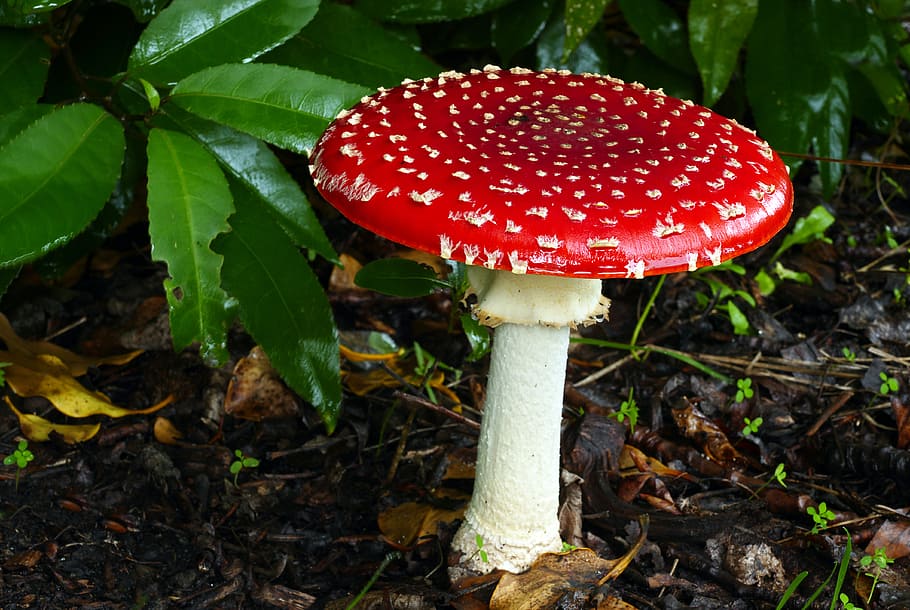 Amanita, Fly Agaric, red Fly agaric mushroom, mushroom, red, fungus, vegetable, growth, leaf, fly agaric mushroom