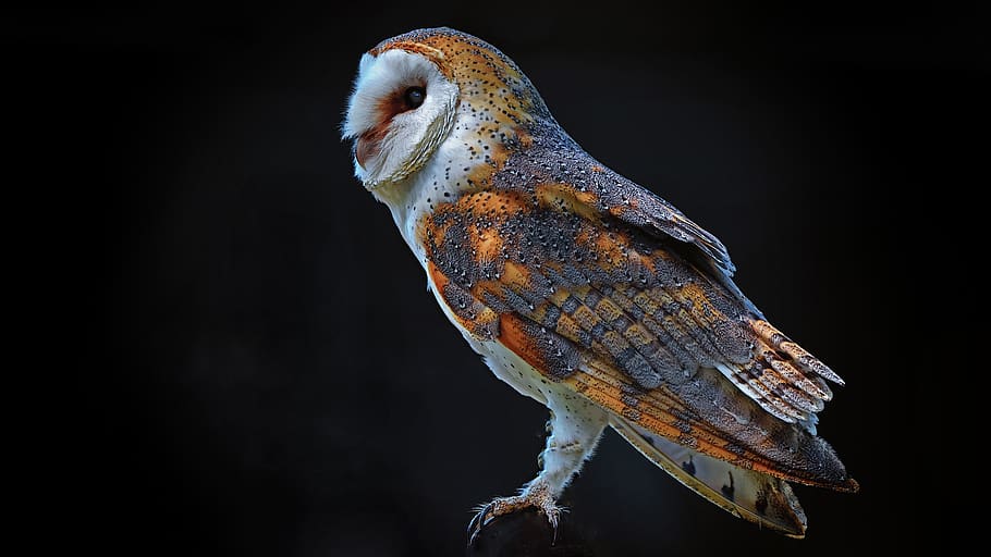 barn owl, bird, owl, animal, plumage, wildlife, predator, outdoors, wild, beak