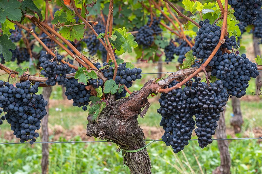 vino, uvas, vid, otoño, palatinado, maduro, fruta, viticultura, dulce, cosecha