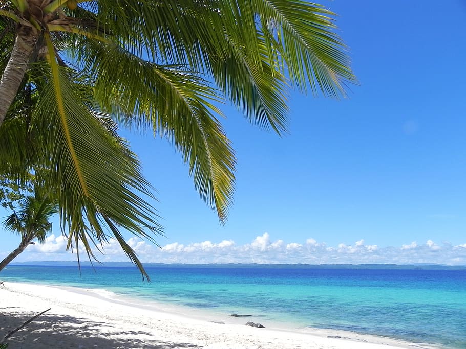 foto, pohon kelapa, garis pantai, pantai, garis, pantai berpasir putih, filipina, mindanao, pulau, tropis