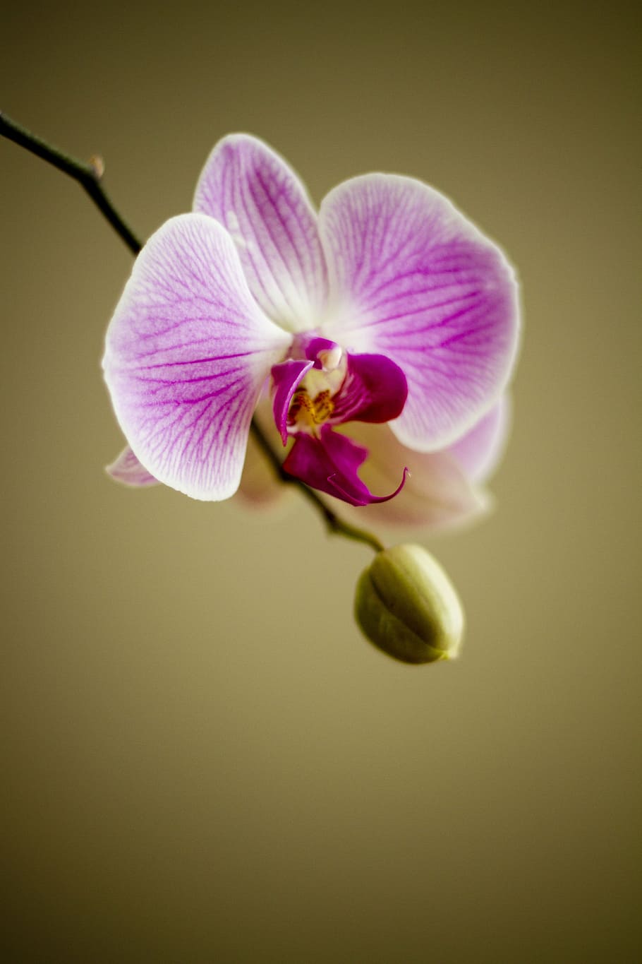 seletiva, foto de foco, roxo, orquídea, flor, flora, florista, planta, adorável, natureza