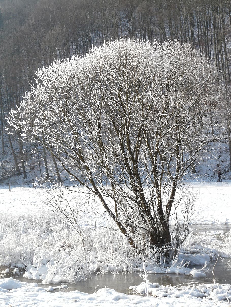 Tree, Hoarfrost, Snow, Back Light, deep snow, wintry, winter, nature, cold - Temperature, frost