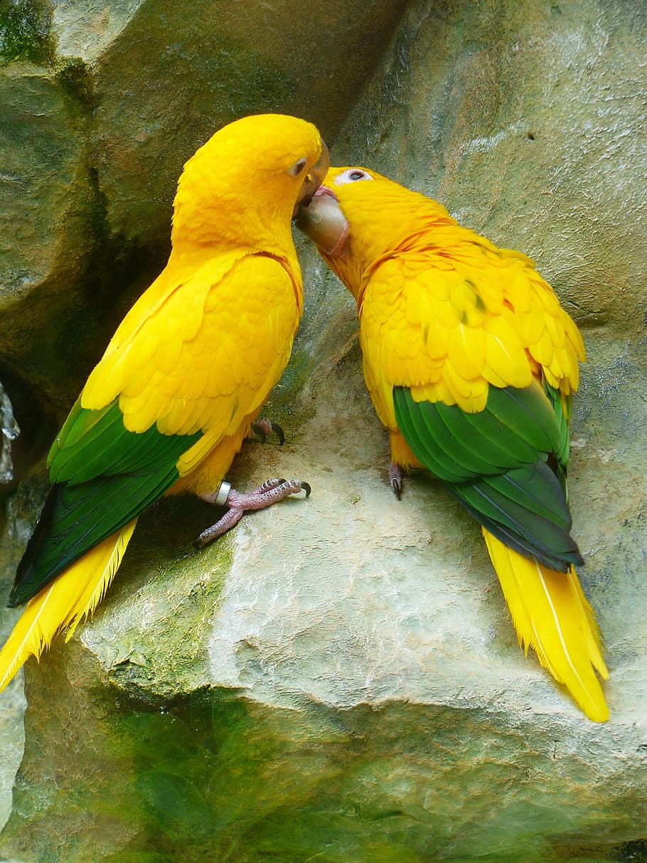 dos, loros posados, cantos rodados, periquitos de oro, beso, amor, pareja de pájaros, pareja, pájaros, amarillo