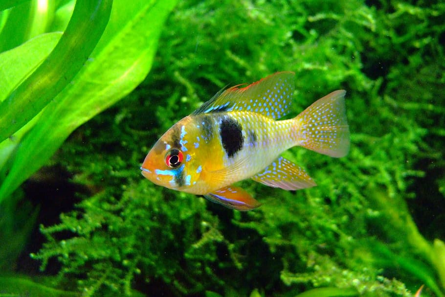 gray, black, tiger barb fish, butterfly cichlid, aquarium, fish, underwater, fin, red, freshwater fish