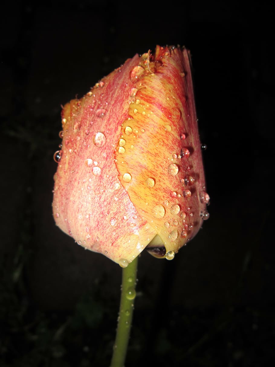 tulipa, primavera, natureza, laranja, fechado, flor, chuva, molhado, noite, frio