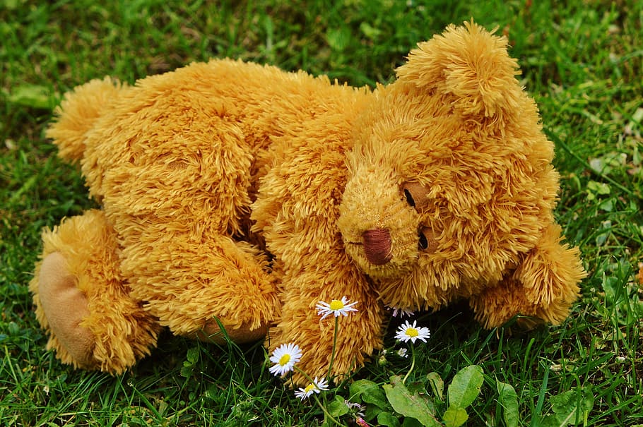 brown, bear, plush, toy, green, grass, teddy bear, bears, stuffed animal, teddy