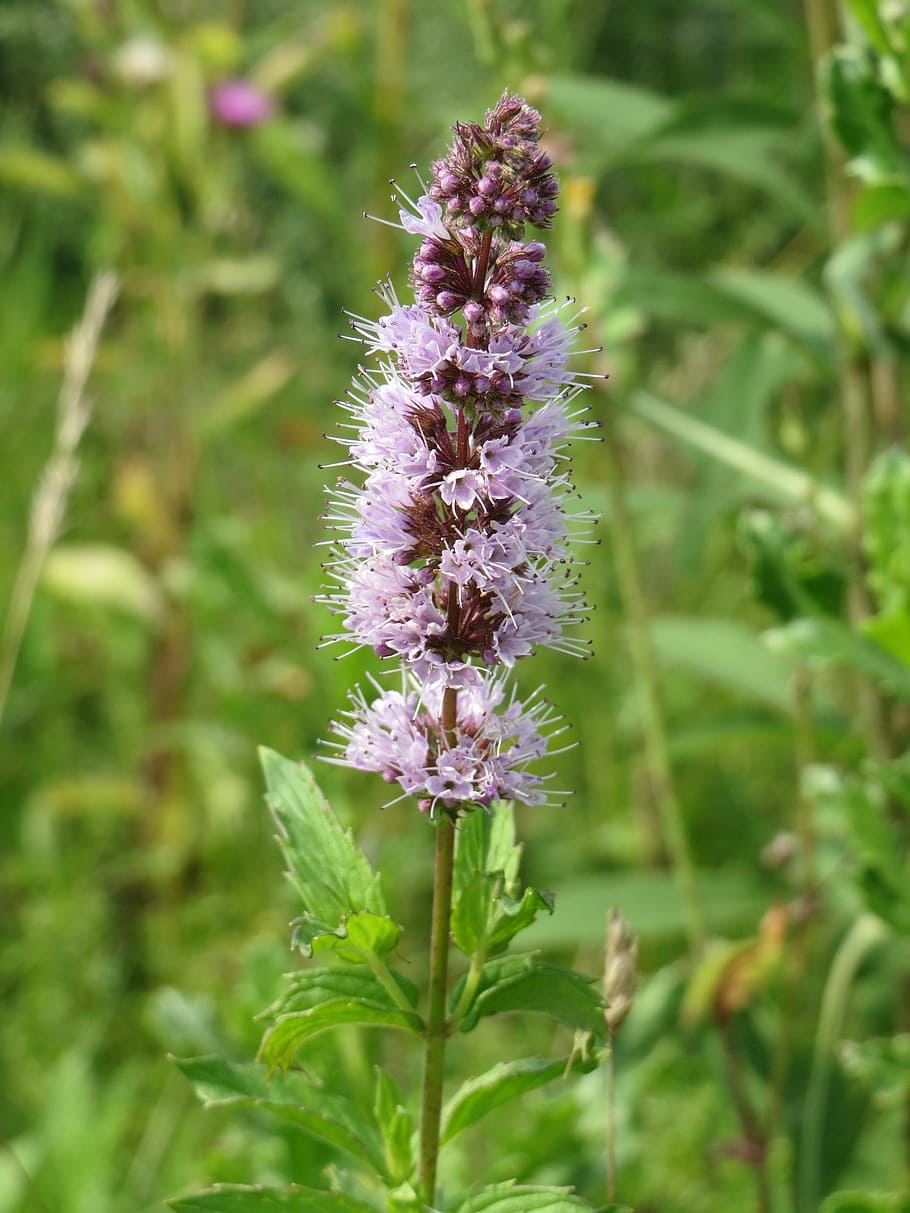 mentha spicata, spearmint, spear mint, wildflower, flora, inflorescence, macro, blooming, botany, plant