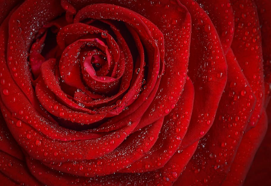 red rose, rose, red, rosa, morning, rose flower, flower, rose petals, nature, garden