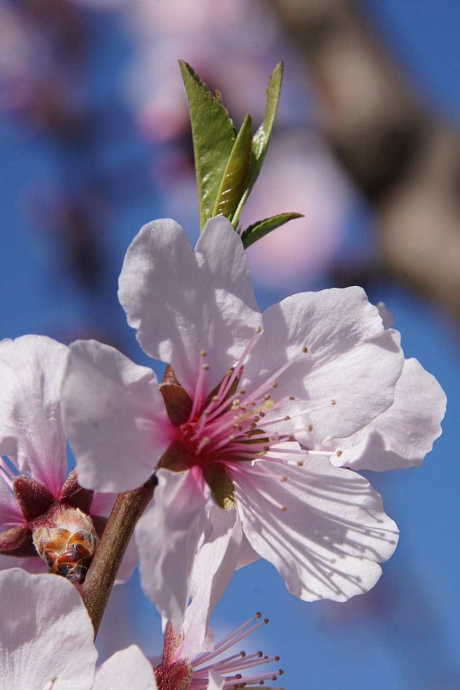 almond blossom, blossom, palatinate, gimmeldingen, musim semi, mekar, mawar, putih, sedikit, almond