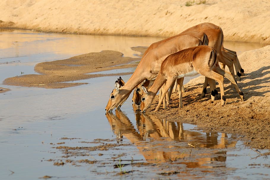 three, brown, deer drinking water, gazelle, antelope, kudu, africa, wildlife, animal, nature