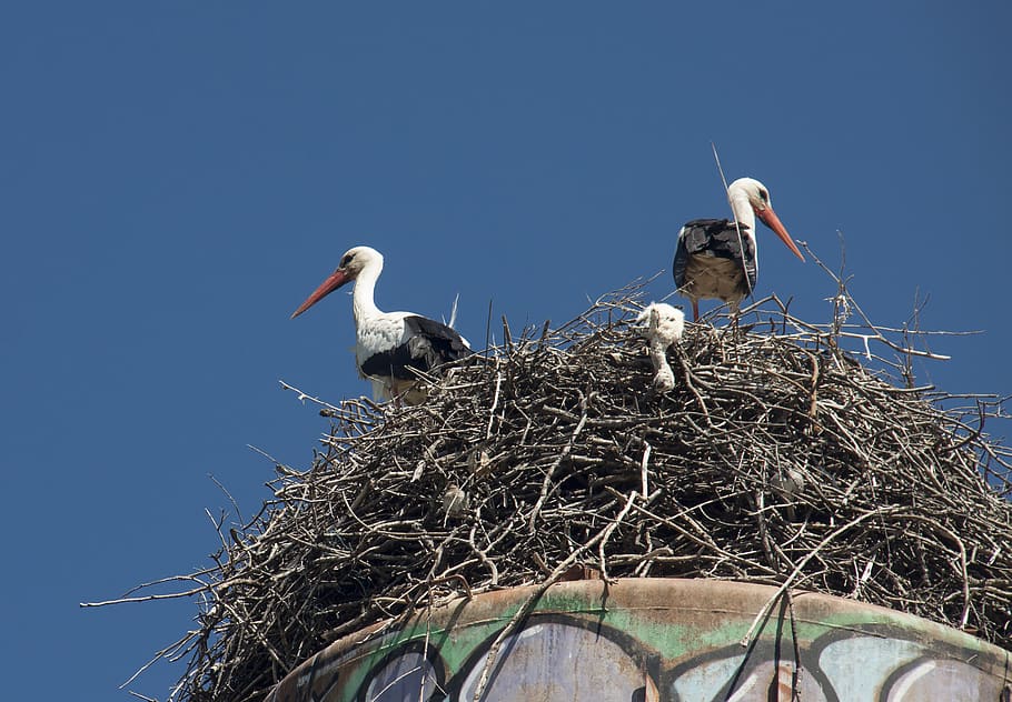 storks, stork's nest, nest, stork, pen, plumage, birds chick stork, reproduction, nature, animals