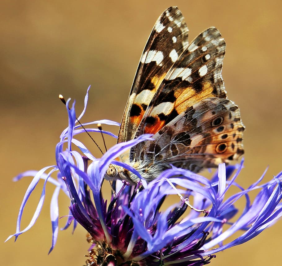 selective, focus photography, painted, lady butterfly, perched, purple, flower, butterfly, cornflower, ants