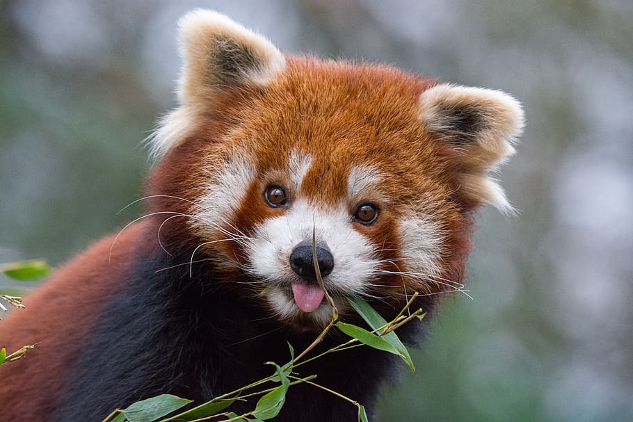 Panda vermelho, fotografia de foco raso, panda, um animal, temas animais, animal, animais selvagens, foco em primeiro plano, animais em estado selvagem, mamífero