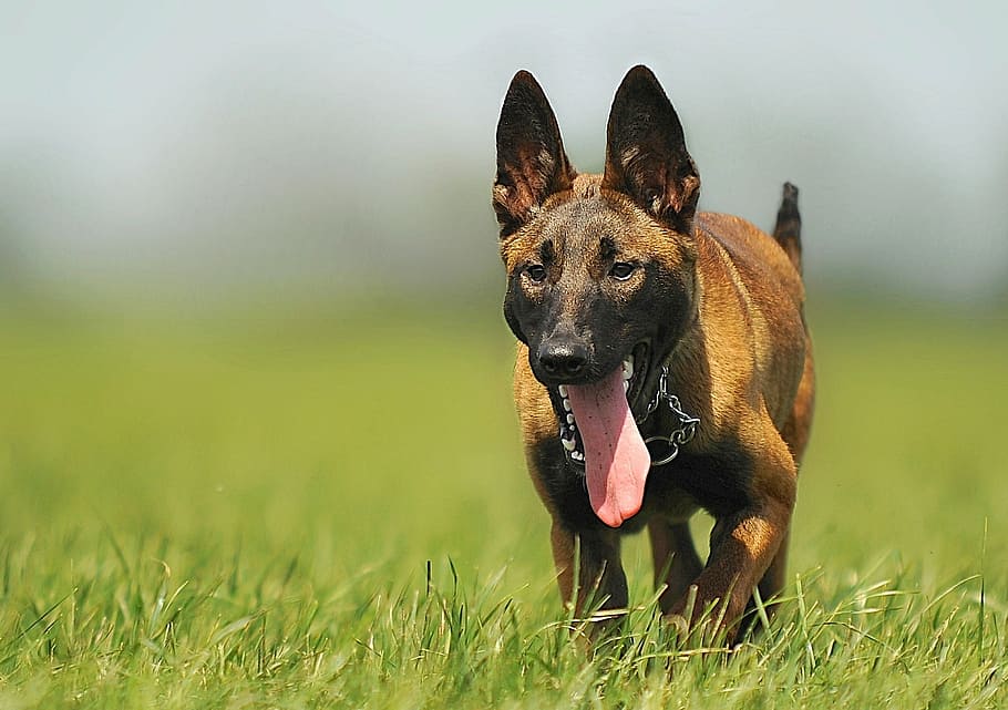 brown, belgian malinois puppy, running, grass field, daytime, close-up photography, malinois, dog, animal, animal portrait