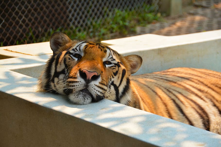 bengal tiger, laying, grey, concrete, surface, tiger, cat, animal, big, nature