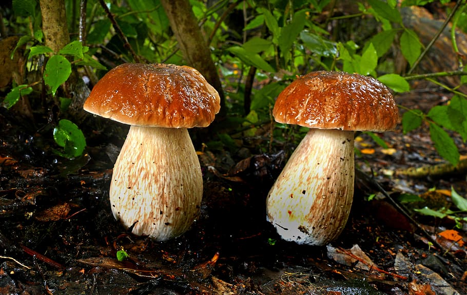 King, Bolete, two brown mushrooms, mushroom, fungus, vegetable, food, growth, close-up, land